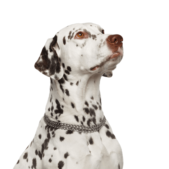 Dalmatian Dog,Vertebrate,Canidae,Mammal,Dalmatian,Dog breed,Carnivore,Old danish pointer,Sporting Group,Non-Sporting Group,