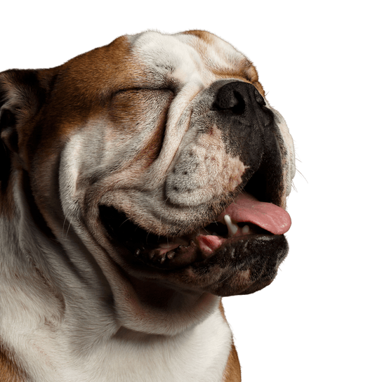 English bulldog laughs Mammal,Dog,Vertebrate,Dog breed,Old english bulldog,Canidae,British bulldogs,Bulldog,Olde english bulldogge,Australian bulldog,