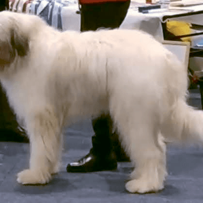 Mioritic dog adult Dog,Carnivore,Dog breed,Working animal,Companion dog,Snout,Tail,Giant dog breed,Terrier,Fur,