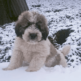 mioritic puppy Dog,snow,carnivore,water dog,dog breed,companion dog,toy dog,winter,terrier,muzzle,