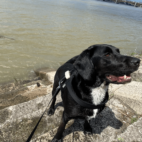 GPS tracking for dogs, Beagador Loki, Danube in Budapest swimming with dog, Tractive experience report