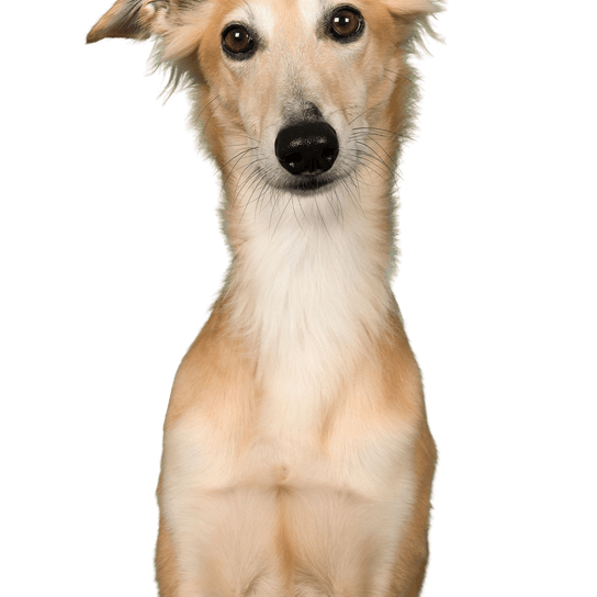 Windsprite Dog,Mammal,Vertebrate,Dog breed,Canidae,Longhaired whippet,Carnivore,Whippet,Silken windhound,Companion dog,