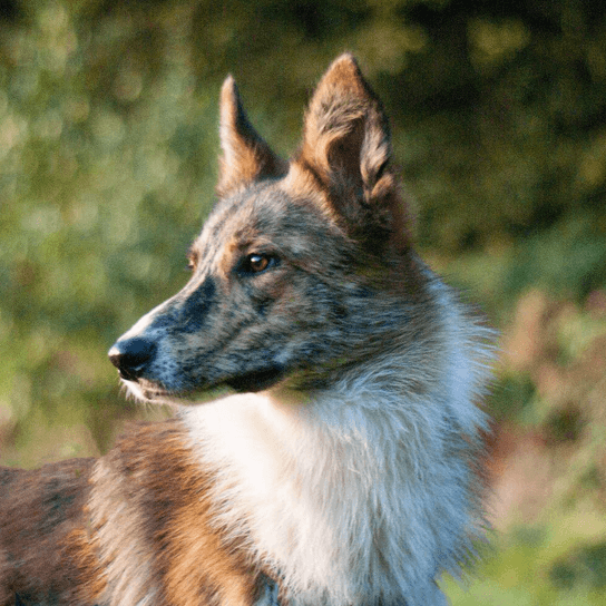 Greyollie © Laura Hoffmann Hund,Fleischfresser,Hunderasse,Pflanze,Kitz,Schnurrhaare,Landtier,Schnauze,Fell,Canidae,