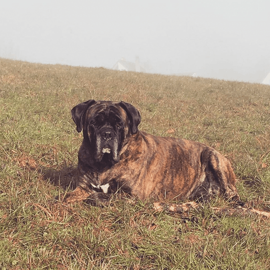 Perro,Raza de perro,Carnívoro,Leonado,Planta,Animal de trabajo,Pastizal,Hierba,Animal de campo,Grupo deportivo,