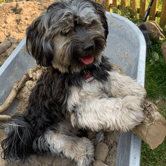 Hund,Hunderasse,Fleischfresser,Pflanze,Begleithund,Schnauze,Sportliche Gruppe,Terrier,Spielzeughund,Kleiner Terrier,