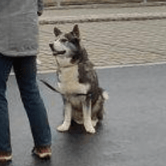 Husky Border Collie Mix à l'entraînement Chien,carnivore,race de chien,chien de compagnie,museau,groupe sportif,animal de travail,soin du chien,canidae,partager,