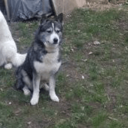 Chien, chien de traîneau, carnivore, herbe, race de chien, chien de compagnie, Siberian Husky, animal de travail, chien de travail, anciennes races de chiens,