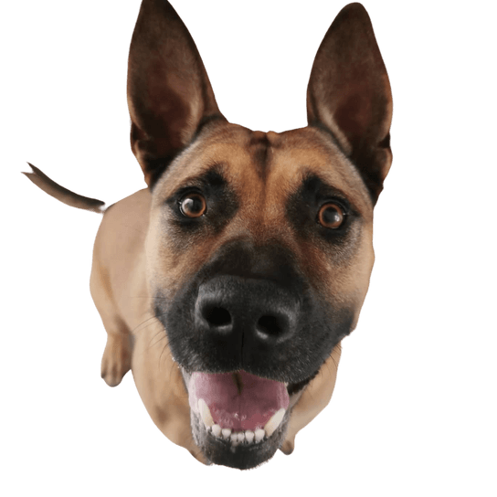 Maliback © Nadine Budde Hund,Auge,Hunderasse,Fleischfresser,Kiefer,Rehkitz,Begleithund,Schnurrhaare,Hundeversorgung,Haustierversorgung,