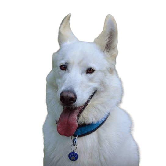 Swiss Shepherd Husky © Anita Maisel Hund,Hunderasse,Fleischfresser,Kiefer,Halsband,Begleithund,Schnee,Schnauze,Arbeitstier,Heimtierbedarf,