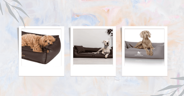 Couch,Produkt,Hund,Rechteck,Komfort,Fleischfresser,Holz,Kitz,Art,Leber,