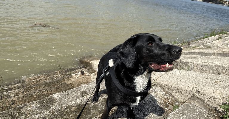 GPS tracking for dogs, Beagador Loki, Danube in Budapest swimming with dog, Tractive experience report
