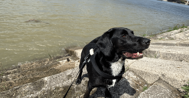 Test du GPS Tractive pour chien 