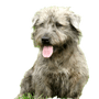 Irish Glen of Imaal Terrier im Garten