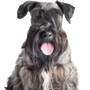 Tschechischer Terrier Hund isoliert