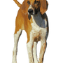Großer Anglo-Französischer Weißer und Oranger Hund