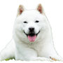 Japanischer Hokkaido-Hund lächelt mit Zunge