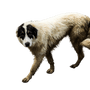 Der Bucovina-Hirtenhund. Großer Sicherheitshirtenhund.