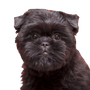 Affenpinscher Temperament