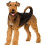 Airedale Terrier Hund