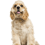 American Cocker Spaniel Hund