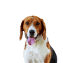 American Foxhound Rassebeschreibung, Hund ähnlich Beagle