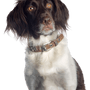 American Spaniel, Wasserspaniel, American Water Spaniel Rassebeschreibung