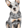 Australian Cattle Dog Welpe Rassebeschreibung Merle