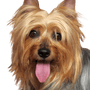 Australian Silky Terrier Portrait, kleiner Hund mit langem Fell, Hund streckt Zunge raus, Hundeportrait, australische Hunderasse, kleiner Hund für Stadt und Kinder