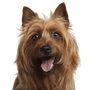 Australian Terrier, kleine Hunderasse, Australische Hunde, Hund mit Stehohren, Terrierhund, Anfängerhunderasse, Hund für die Stadt, Schäferhund klein, Rattenjagd, Hund der Ratten gejagt hat, Hund mit Mähne