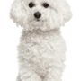 Rassebeschreibung eines weißen kleinen Hundes namens Bichon Frise