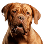 Hund, Säugetier, Wirbeltier, Hunderasse, Canidae, braue Dogue de Bordeaux, Fleischfresser, Arbeitshund, Molosser, Wachhund, großer brauner Hund, Faltenhund