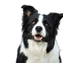 Border Collie Rassebeschreibung