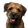 Hund, Säugetier, Wirbeltier, Hunderasse, Canidae, Fleischfresser, Border Terrier rauhaarig, Terrier, Schnauze, Welpe,