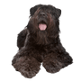 Bouvier des Flandres, Rassebeschreibung Therapiehund, Rassehund, Hund mit Locken