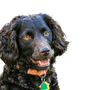 Rassebeschreibung und Charakter des Boykin Spaniel