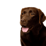 Hund, Wirbeltier, Hunderasse, Canidae, Labrador Retriever, Säugetier, Retriever, Sporting Group, Fleischfresser, Schnauze, brauner Labrador, großer brauner Hund