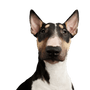 Hund, Säugetier, Wirbeltier, Hunderasse, Canidae, Bullterrier (Miniatur), Fleischfresser, Bullterrier mit Stehohren, alter englischer Terrier, Schnauze, braun weißer Bullterrier, Kampfhund, Listenhund, dreifärbige mittelgroße Hund