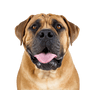 Bullmastiff, englisch Mastiff Hund