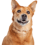 Carolina Dog, American Dingo, brauner mittelgroßer Hund mit Steohren, Dingo aus Amerika, Amerikanische Hunderassen, Nicht anerkannte Hunderasse aus Amerika, USA Hund, Hund der Einwohner, Ureinwohner Hunderasse, Zuchthund, Freilebende Rasse, Rassbeschreibung