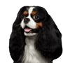 Hund, Wirbeltier, Canidae, Säugetier, Hunderasse, Cavalier King Charles Spaniel, King Charles Spaniel, Fleischfresser, Begleithund, Spaniel, kleiner dreifärbiger Hund