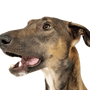 Chart Polski, Polnischer Windhund braun, große Hunderasse, dünner Hund, Windhund aus Polen