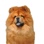 Chow Chow Hund