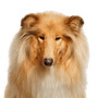 Hund, Säugetier, Scotch Collie, Wirbeltier, Canidae, Rough Collie, Collie, Hunderasse, Shetland Schäferhund, Fleischfresser