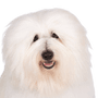 Coton de Tulear weiß, Hund ähnlich Bologneser und Havaneser, Hund der auch Baumwollhund genannt wird, Allergikerhund, Hunderasse für allergische Personen, Allergie gegen Hundehaare kann mit dieser Rasse aus dem Weg geräumt werden, Hund ähnlich Bichon Frise, weiße kleine Hunderasse für Anfänger, Hund für Kinder, Kinderhunderasse, Familienhund, Hund der für eine Hundeshow gekämmt wurde, geglättetes Fell beim Hund, Rassebeschreibung und Charakter,