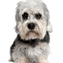 Hund, Säugetier, Wirbeltier, Hunderasse, Canidae, Fleischfresser, Terrier, Schnauze, kleiner Terrier, hellgrauer Dandie Dinmont Terrier liegend vor weißem Hintergrund