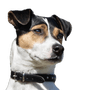 Dänisch-Schwedischer Farmhund Profilfoto, ein Kopf ist zu sehen