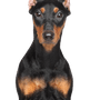 Deutsch Pinscher Rassebeschreibung