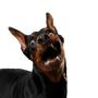 Dobermann, Wirbeltier, Säugetier, Hunderasse, Canidae, großer Pinscher, Hund, Hund ähnlich Manchester Terrier, Wachhund, Schnauze, großer schwarzer Hund mit Stehohren