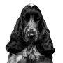 Hund, Säugetier, Wirbeltier, Canidae, Hunderasse, englischer Cockerspaniel, Cockerspaniel, deutscher Spaniel, Fleischfresser, Spaniel, schwarzer mittelgroßer Hund mit weißen Flecken und Schlappohren