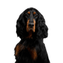 Hund, Wirbeltier, Canidae, Hunderasse, Säugetier, Gordon Setter, Fleischfresser, Cockerspaniel, Sporting Group, großer schwarzer Hund mit braunen Stellen, Schlappohren und leichten Wellen im Fell, Hunderasse ähnlich Golden Retriever vom Fell her